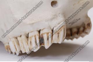 animal skull teeth 0015